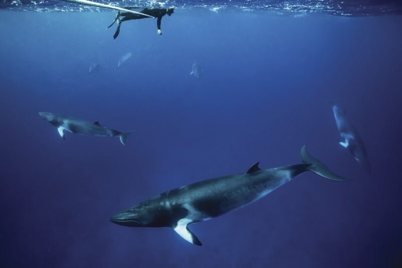 Port Douglas marine wildlife swim with minke whales