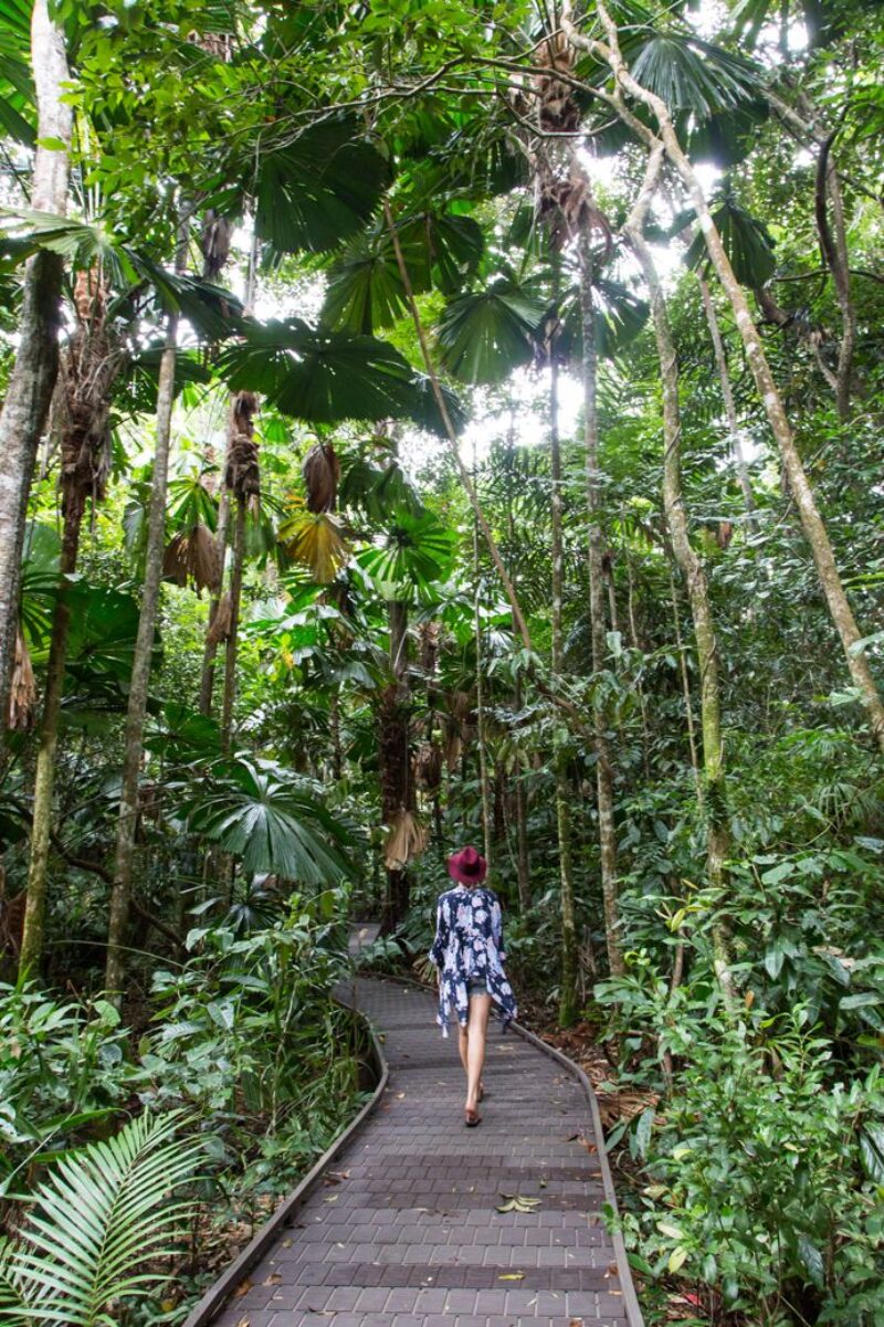 daintree-rainforest-boardwalk