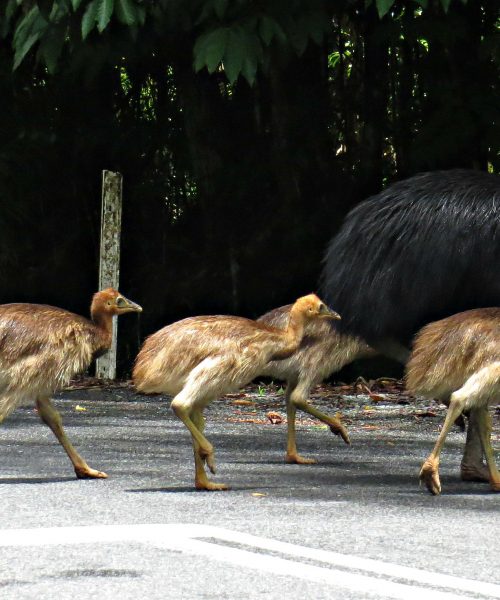 cape tribulation and daintree tour from port douglas