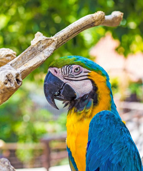 port douglas wildlife tours