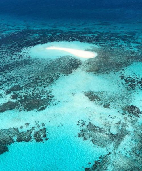 low isles snorkelling tour