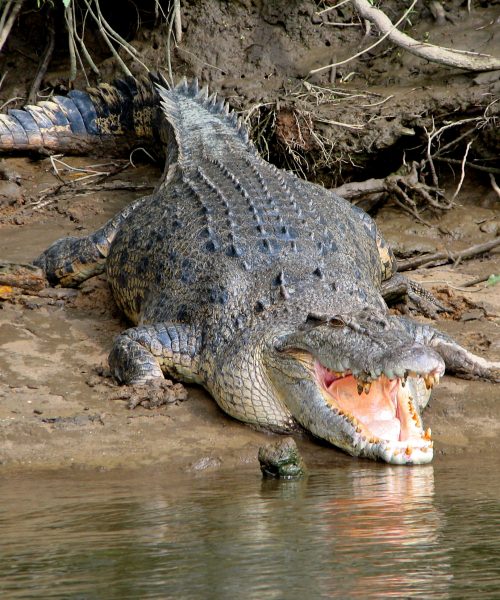 daintree river electric boat cruises