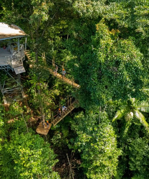 daintree river electric boat cruises