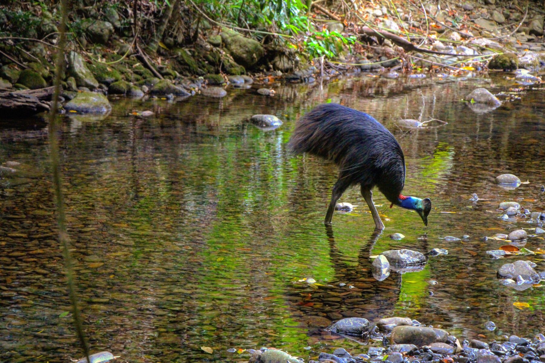 daintree-rainforest-creek-crossing-cassowary-credit-angelinamgl13