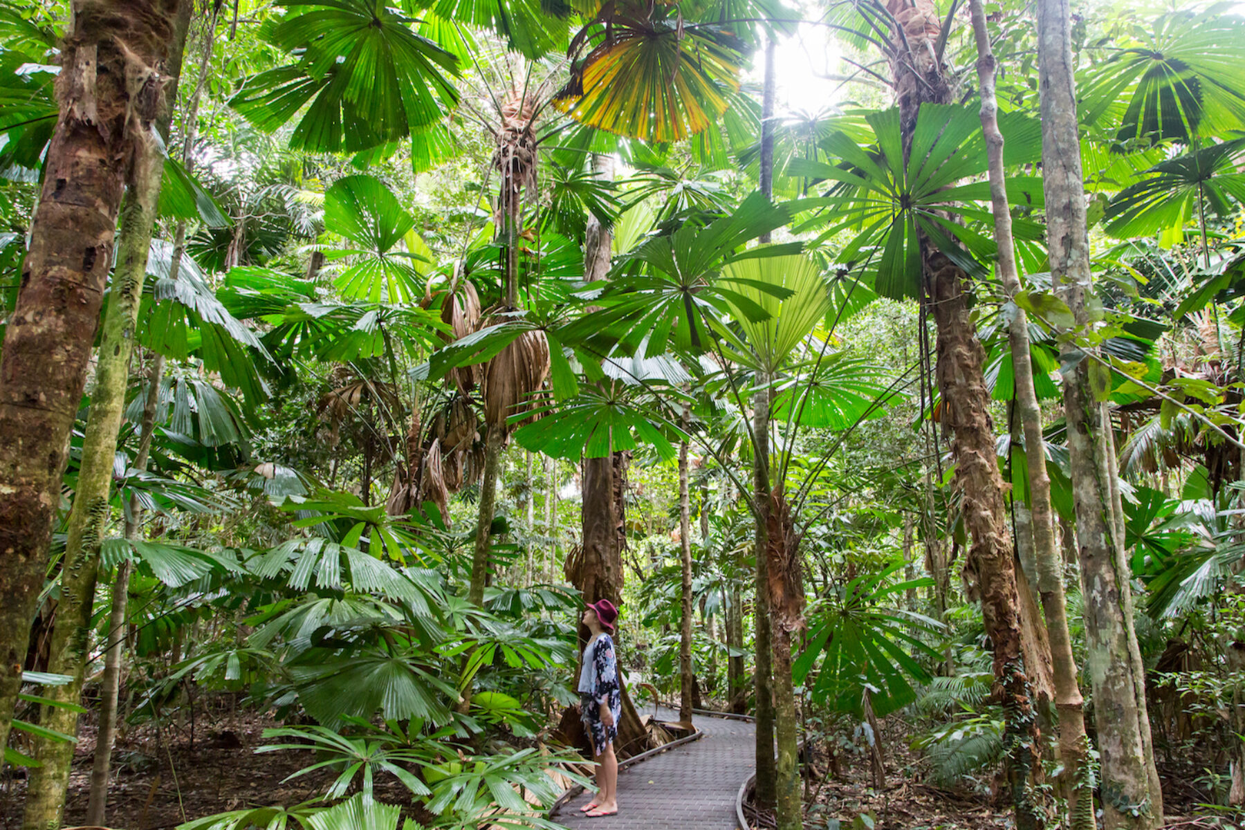 daintree-rainforest-daintree-discovery-centre-boardwalk