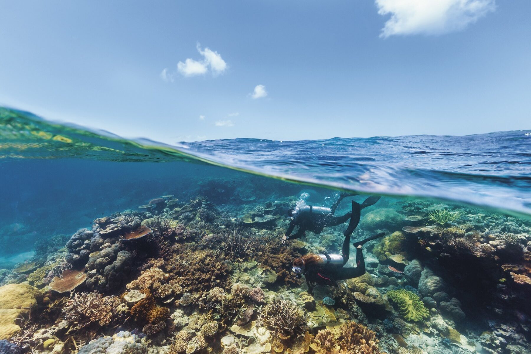 Find marine wildlife in Port Douglas at the Great Barrier Reef