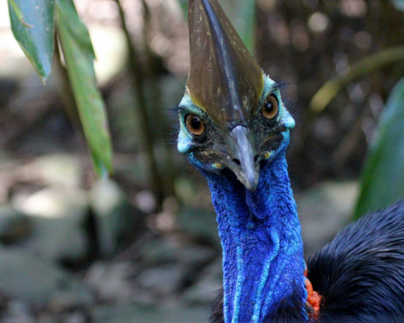 port-douglas-daintree-rainforest-cassowary-head