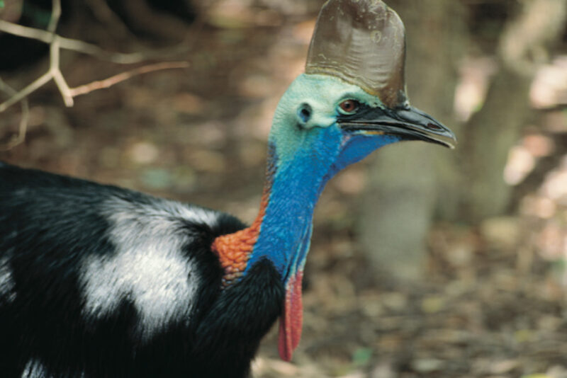 daintree-rainforest-cape-tribulation-wild-cassowary