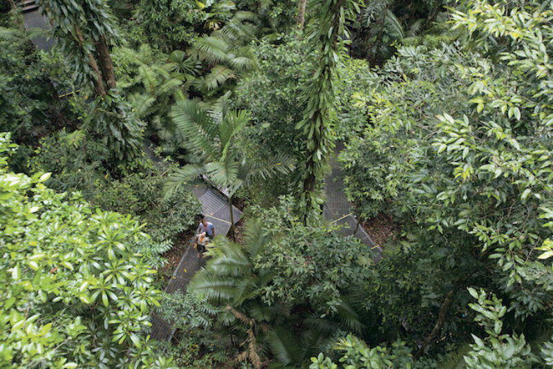 daintree-rainforest-walking-trails