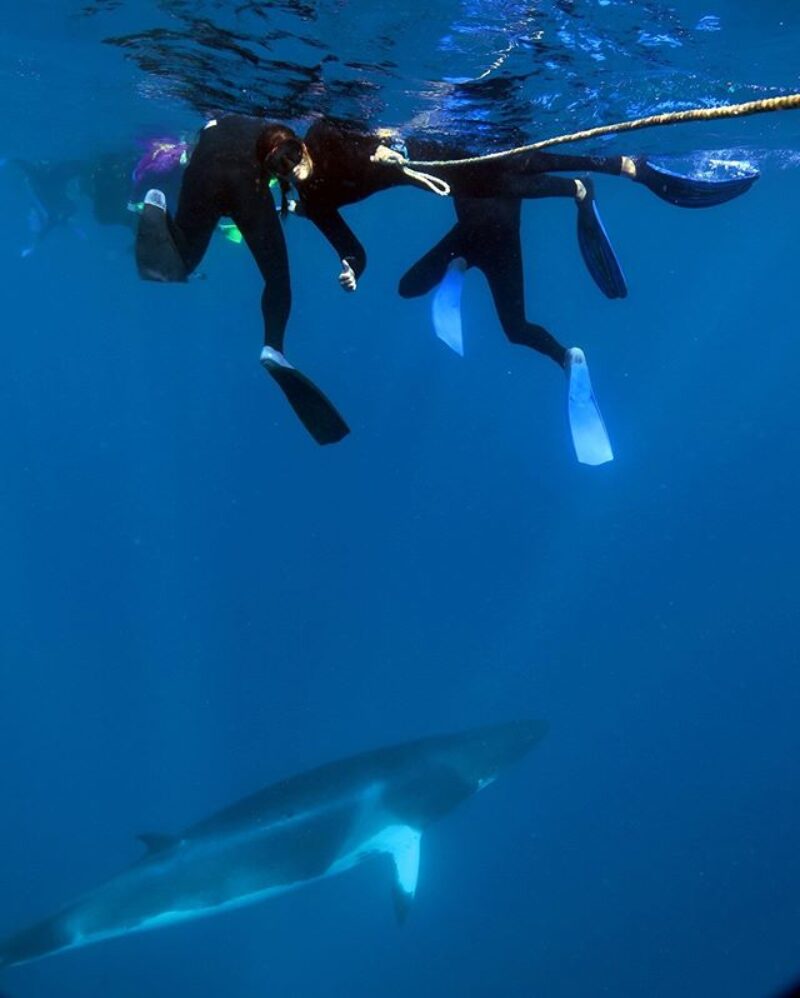 snorkelling-great-barrier-reef-minke-whales