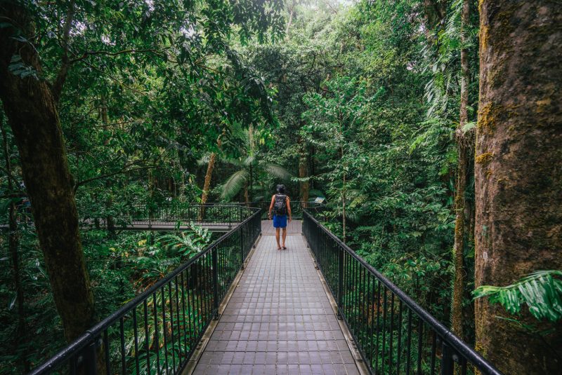 Elevated walkways Mossman Gorge