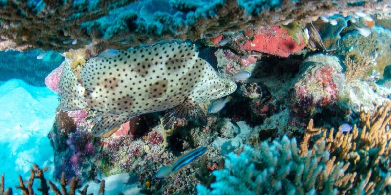 great-barrier-reef-barramundi-cod-spotted-port-douglas-diving