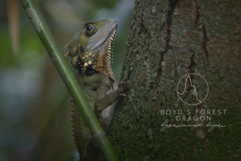 boyds-forest-dragon-credit-eddiesaltau-daintree-rainforest