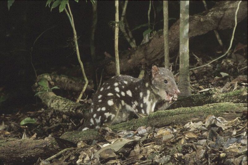 spotted-tailed-quoll-credit-wettropicsimages