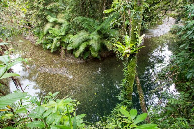 daintree-rainforest-cooper-creek-swimming-hole