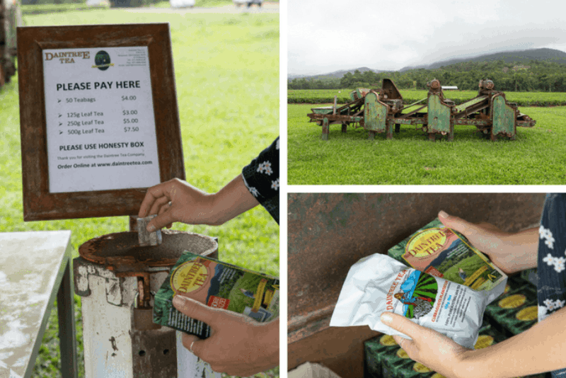 daintree-tea-collage