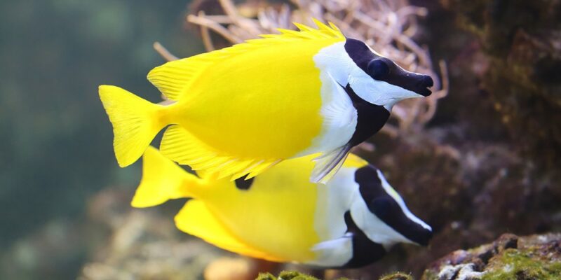 foxface-rabbitfish-great-barrier-reef-port-douglas