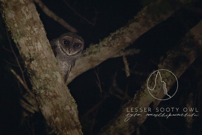 lesser-sooty-owl-daintree-rainforest-credit-eddiesaltau