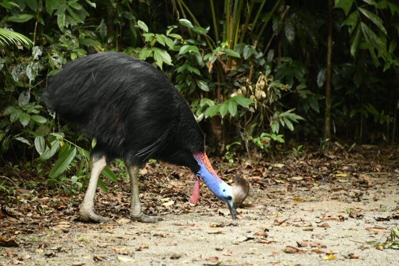 daintree-rainforest-cape-tribulation-lynchaven-wildlife-cassowary