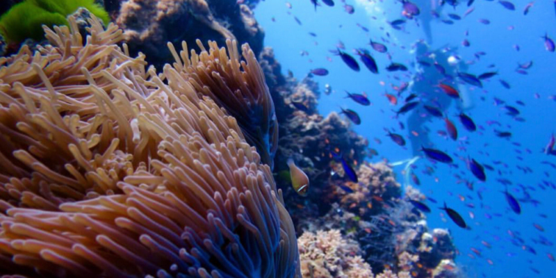 nursery-bommie-great-barrier-reef-diving-agincourt-reef