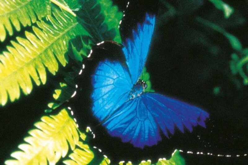 ulysess-butterfly-daintree-rainforest