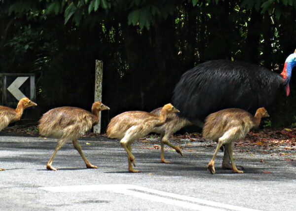 tropical journeys daintree