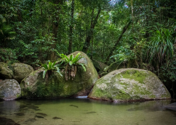 daintree rainforest tour