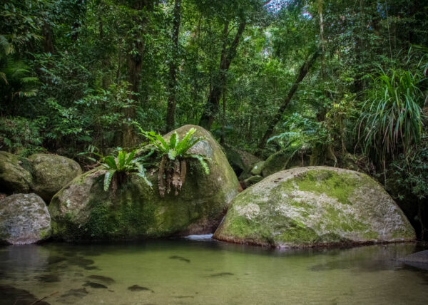 self tour daintree