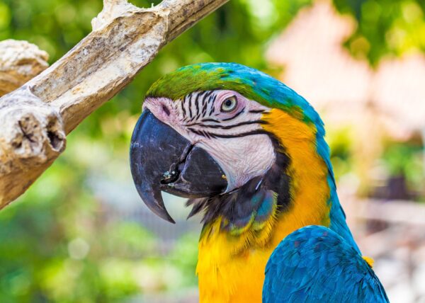 daintree rainforest tour port douglas