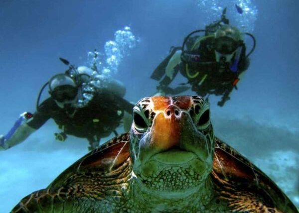 scuba diving tours port douglas