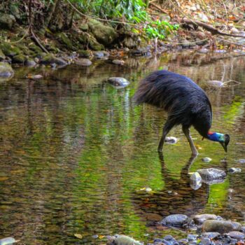 daintree-rainforest-creek-crossing-cassowary-credit-angelinamgl13