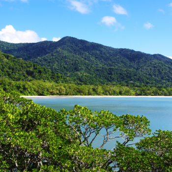 Cape Tribulation Beach Daintree Discovery Tours