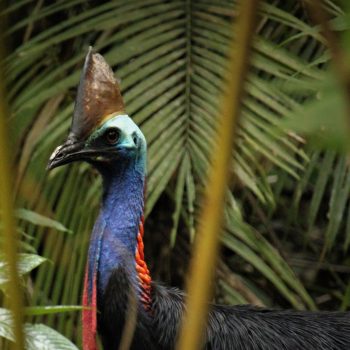 Cassowary at Daintree Siesta best rainforest accommodation and campground