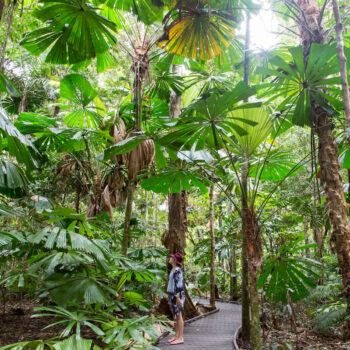 daintree-rainforest-daintree-discovery-centre-boardwalk