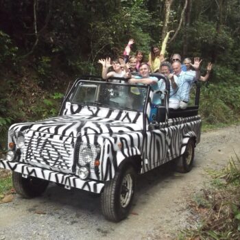 Daintree Discovery Tours