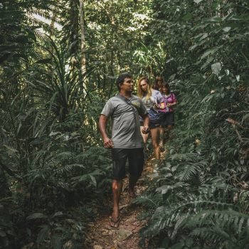 Rainforest Walk With Walkabout Cultural Adventures