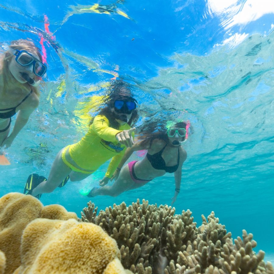 ocean safari port douglas