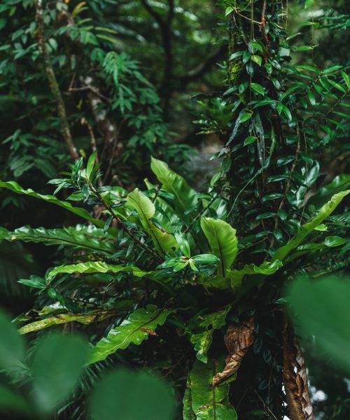 tour cape tribulation daintree