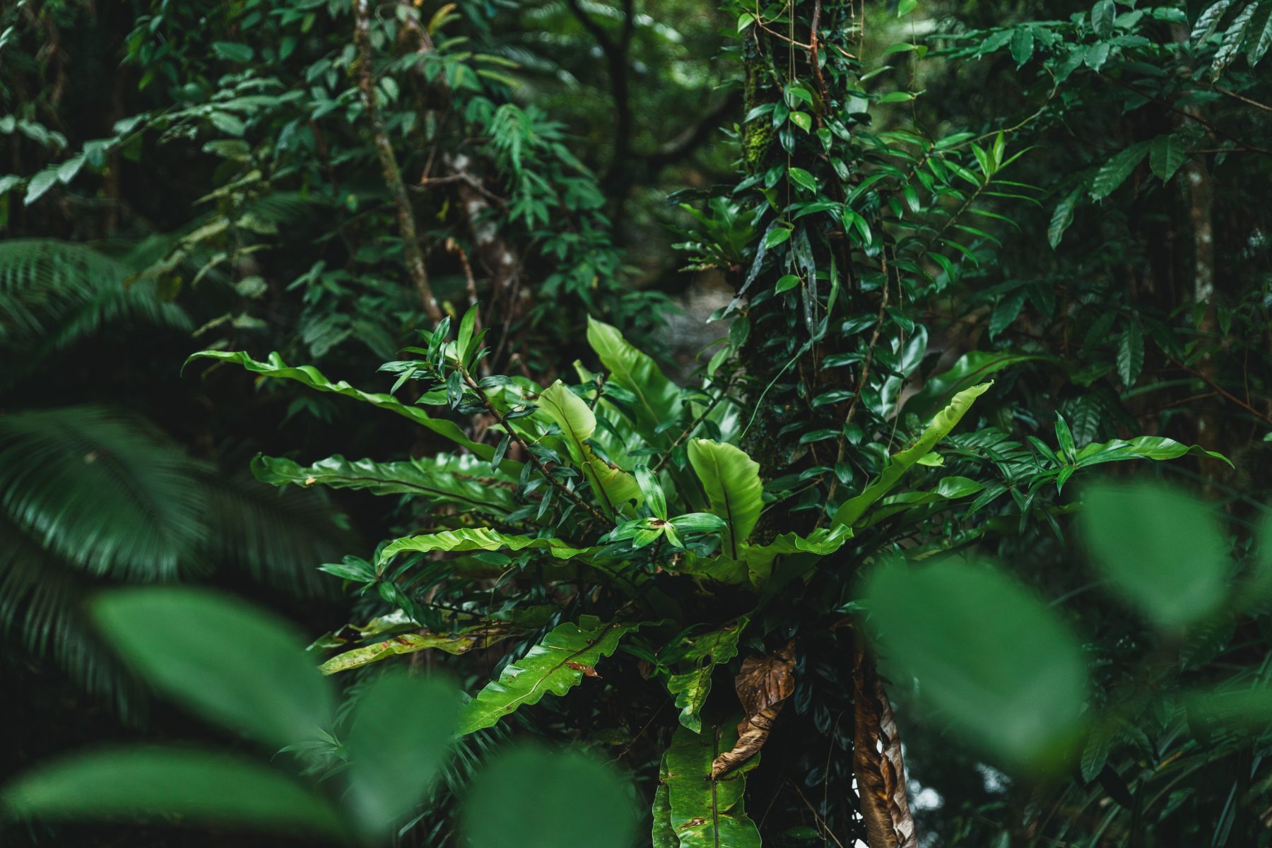 heritage-lodge-daintree-rainforest-birdnest-fern