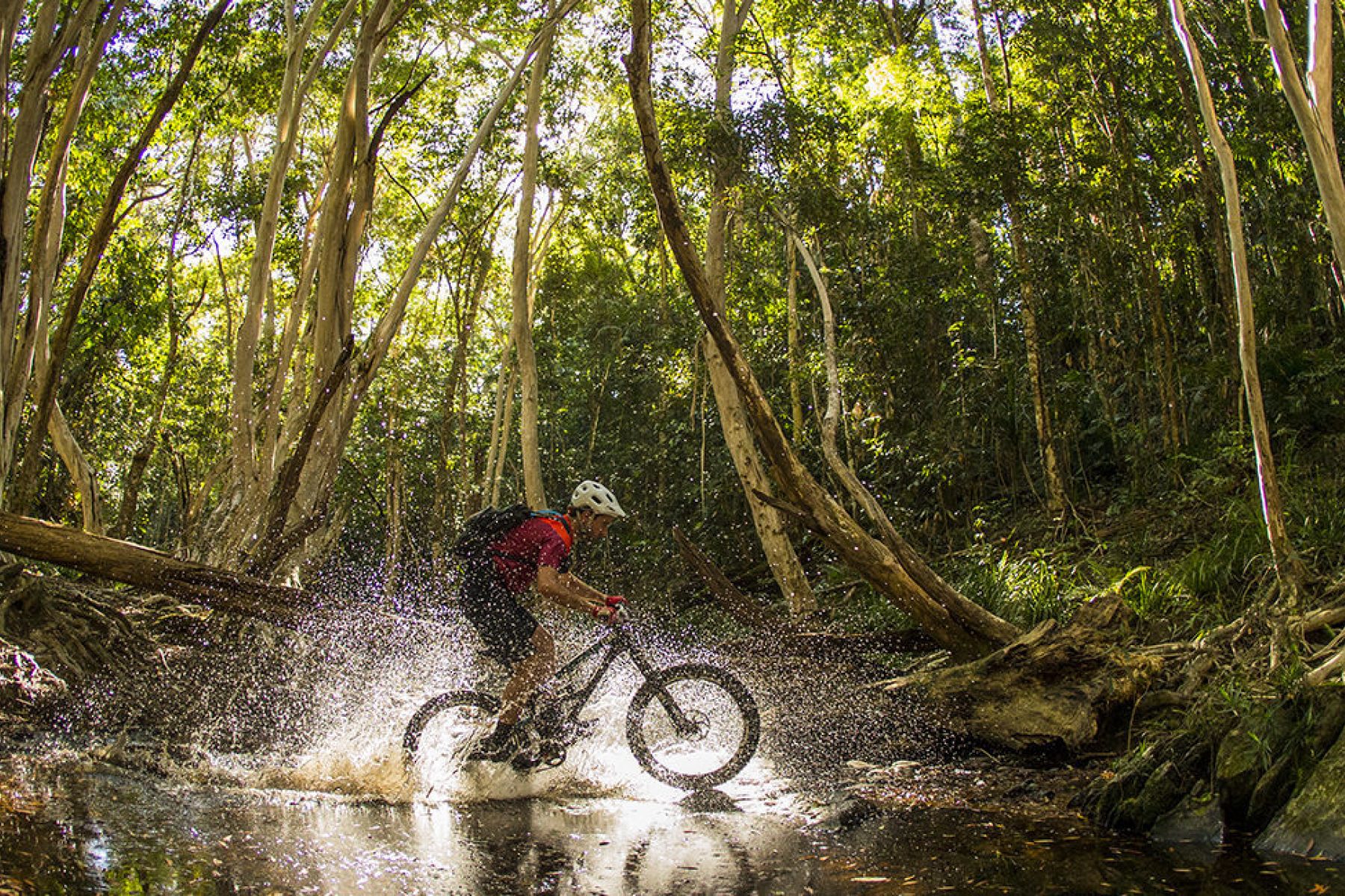 port-douglas-daintree-cycling-rainforest-adventure