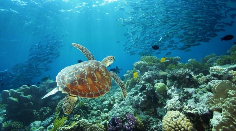 great-barrier-reef-port-douglas-green-sea-turtle-opal-reef