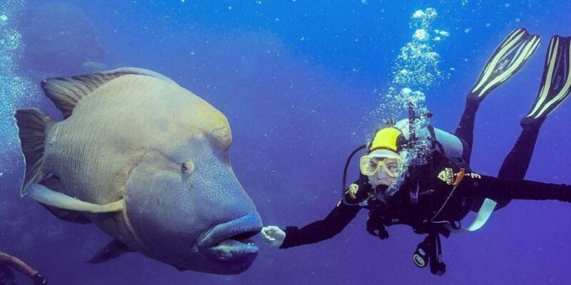 wrasse-fish-diving-outer-great-barrier-reef-opal-reef