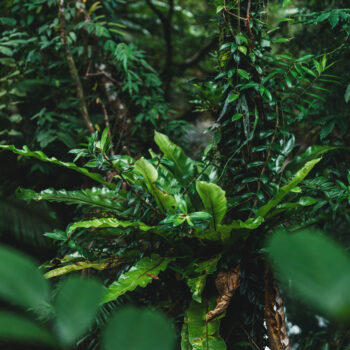 heritage-lodge-daintree-rainforest-birdnest-fern