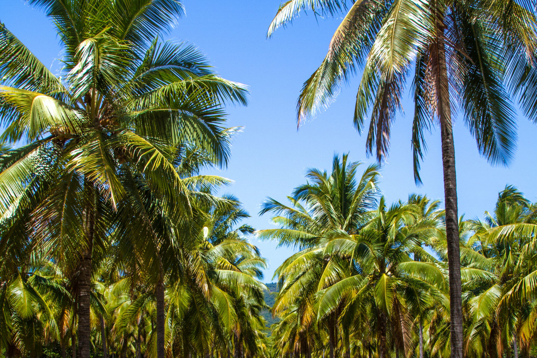 thala-beach-nature-reserve-coconut-palms-fields