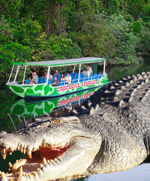 daintree river cruise crocodile express