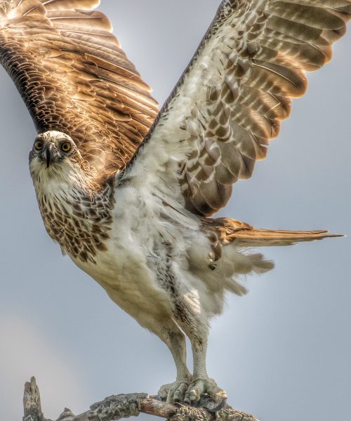 Solar Whisper Wildlife Cruises | Visit Port Douglas Daintree