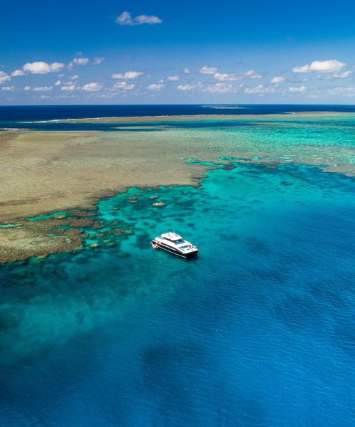 low isles snorkelling tour