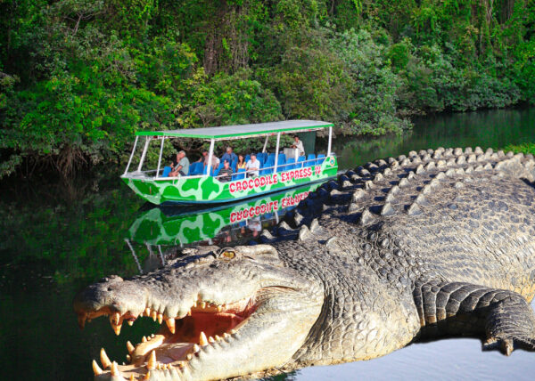 port douglas wildlife tours