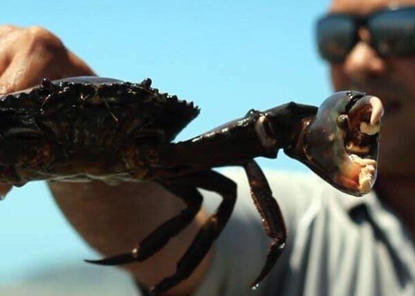 port douglas wildlife tours